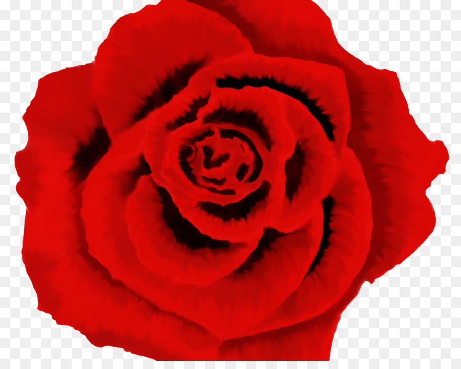 Rose Rouge，Fleurir PNG