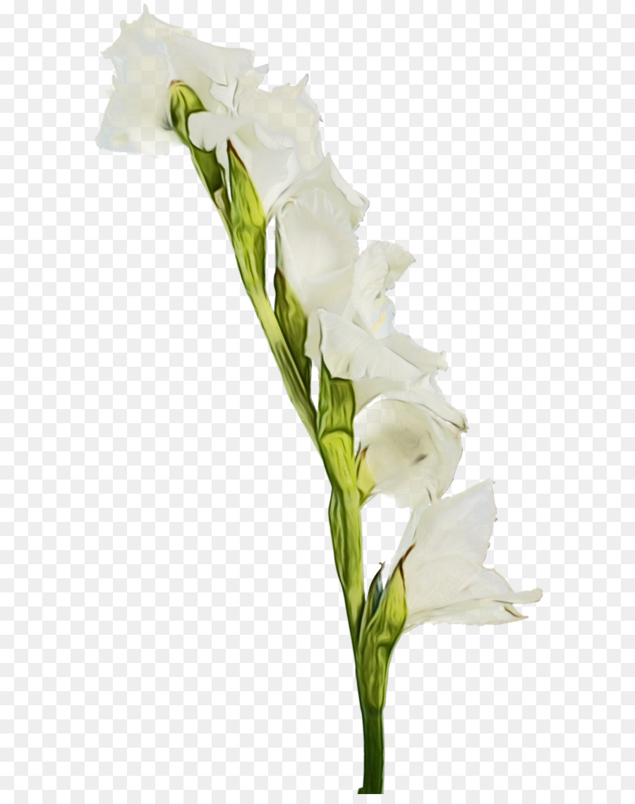 Fleur Blanche，Floraison PNG