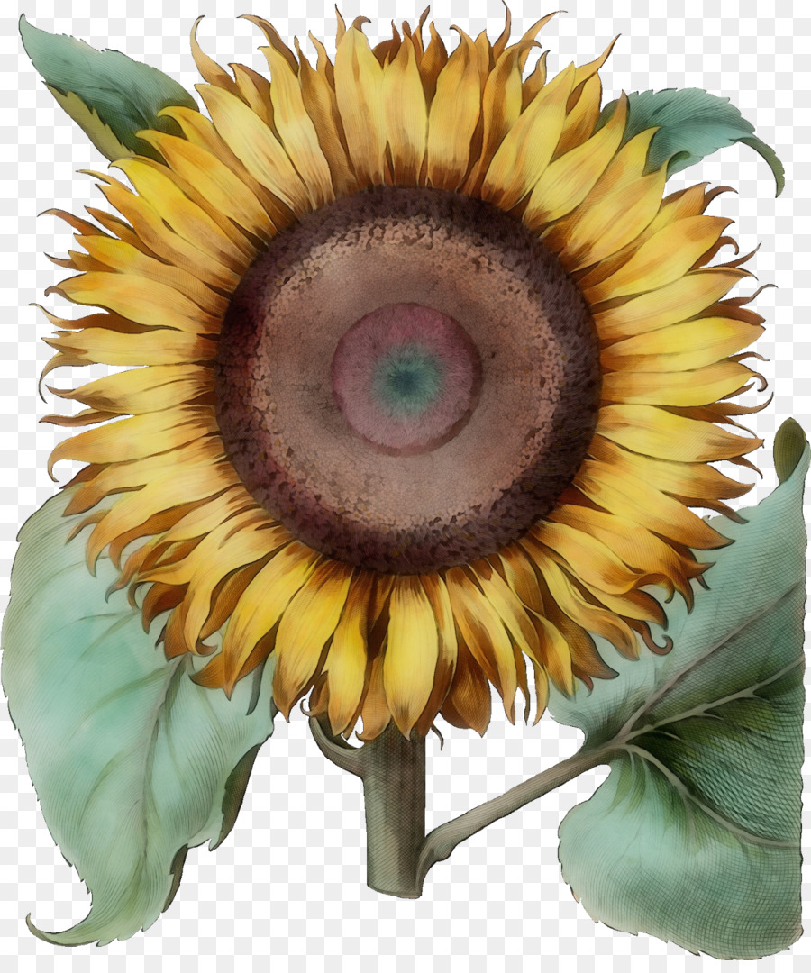 Tournesol，Fleur PNG