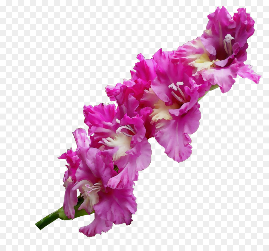 Fleur，Rose PNG