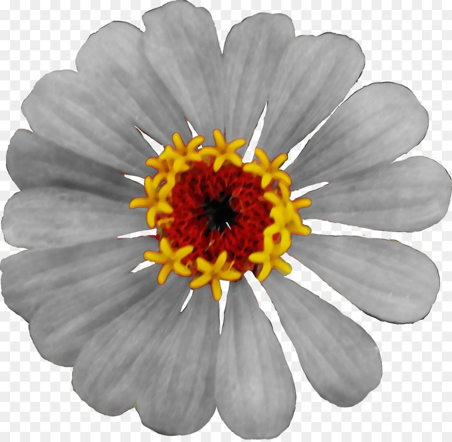 Fleur，Plante à Fleurs PNG