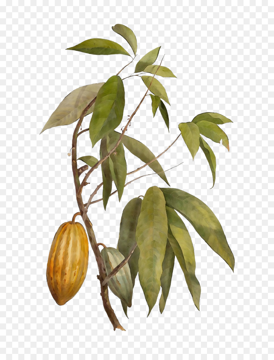 Plante，Arbre PNG