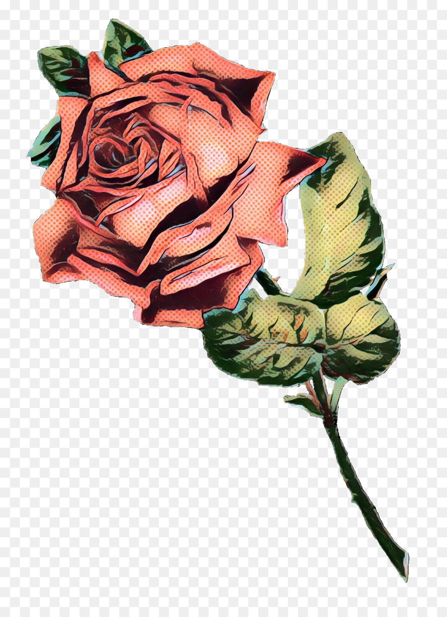 Rose Rose，Floraison PNG