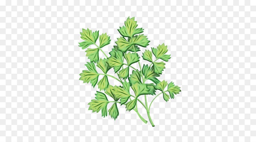 Feuille，Fleur PNG