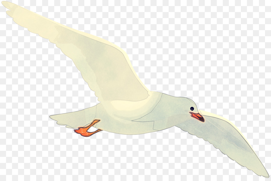 Oiseau，Blanc PNG