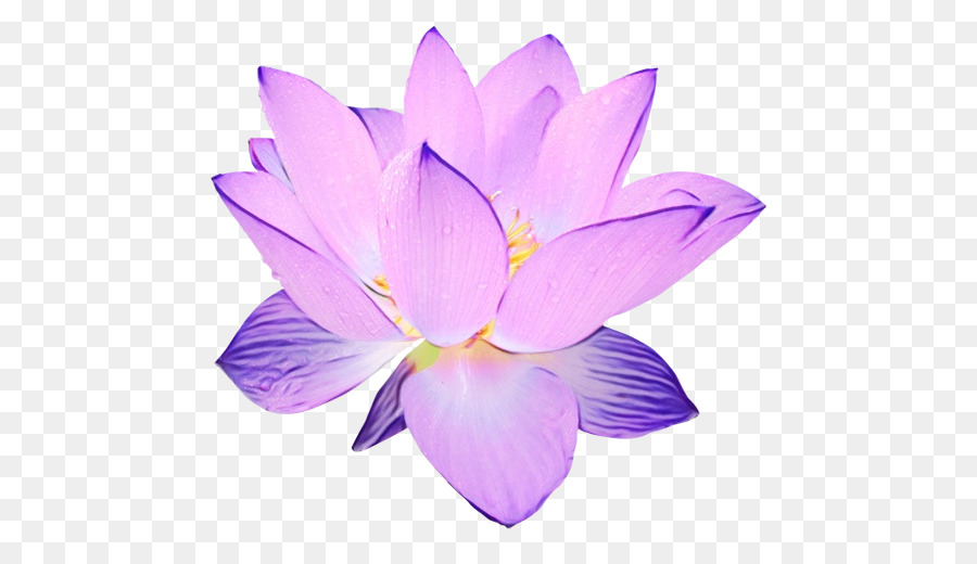 Lotus Rose，Floraison PNG