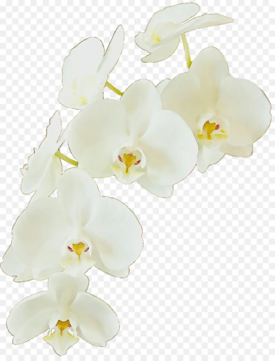 La Floraison De La Plante，Orchidée Papillon PNG