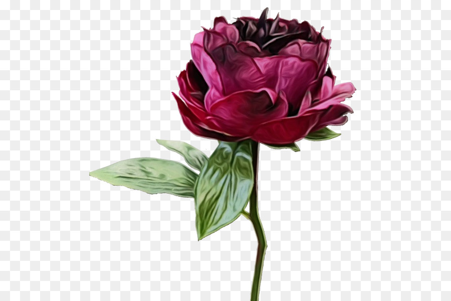 Fleur Rose，Fleur PNG