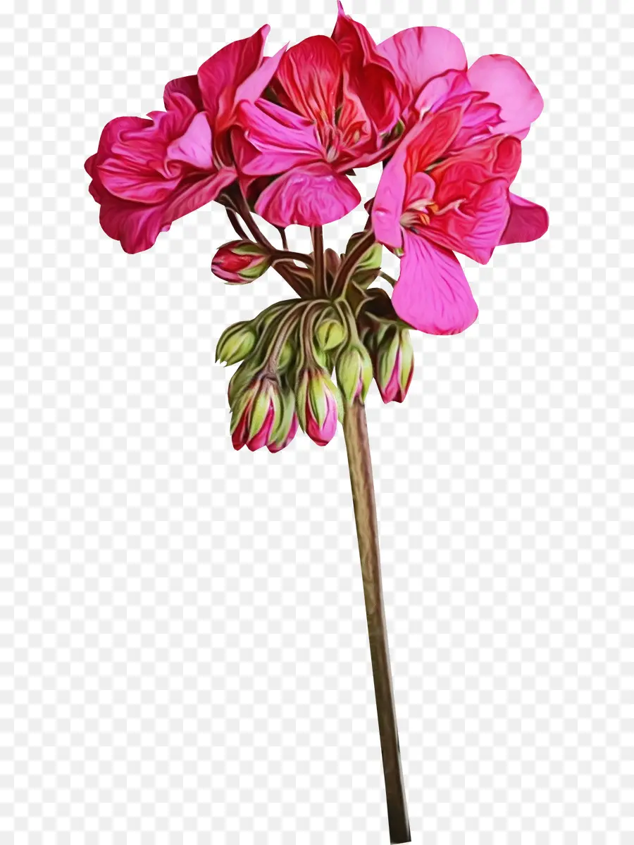 Fleur，Plante à Fleurs PNG