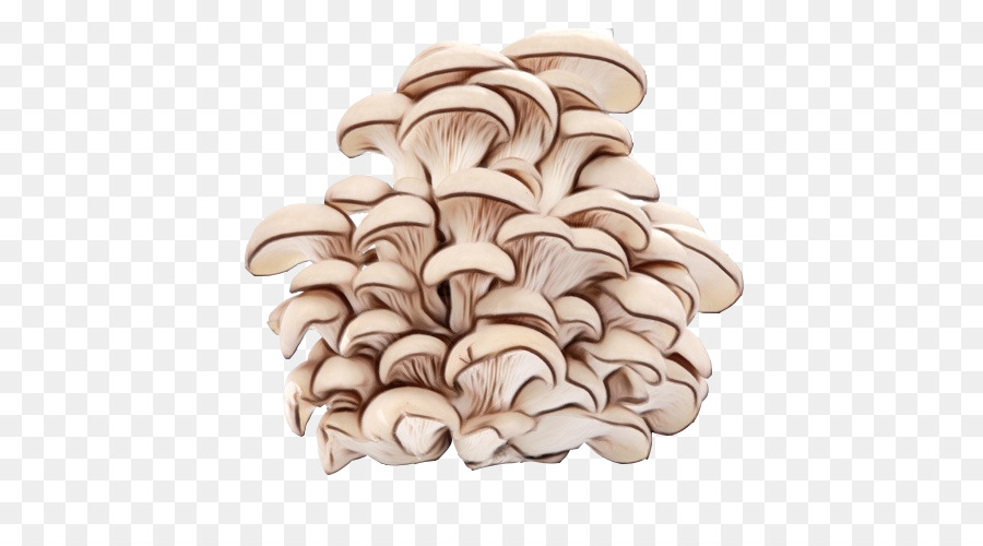 Champignons，Grappe PNG