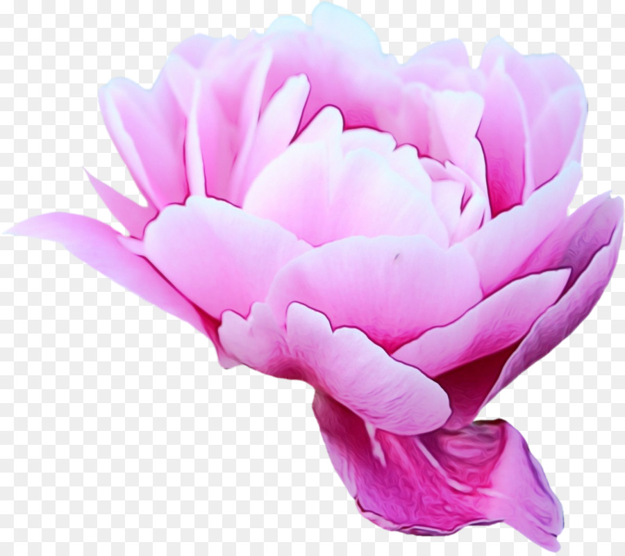 Fleur Rose，Fleur PNG