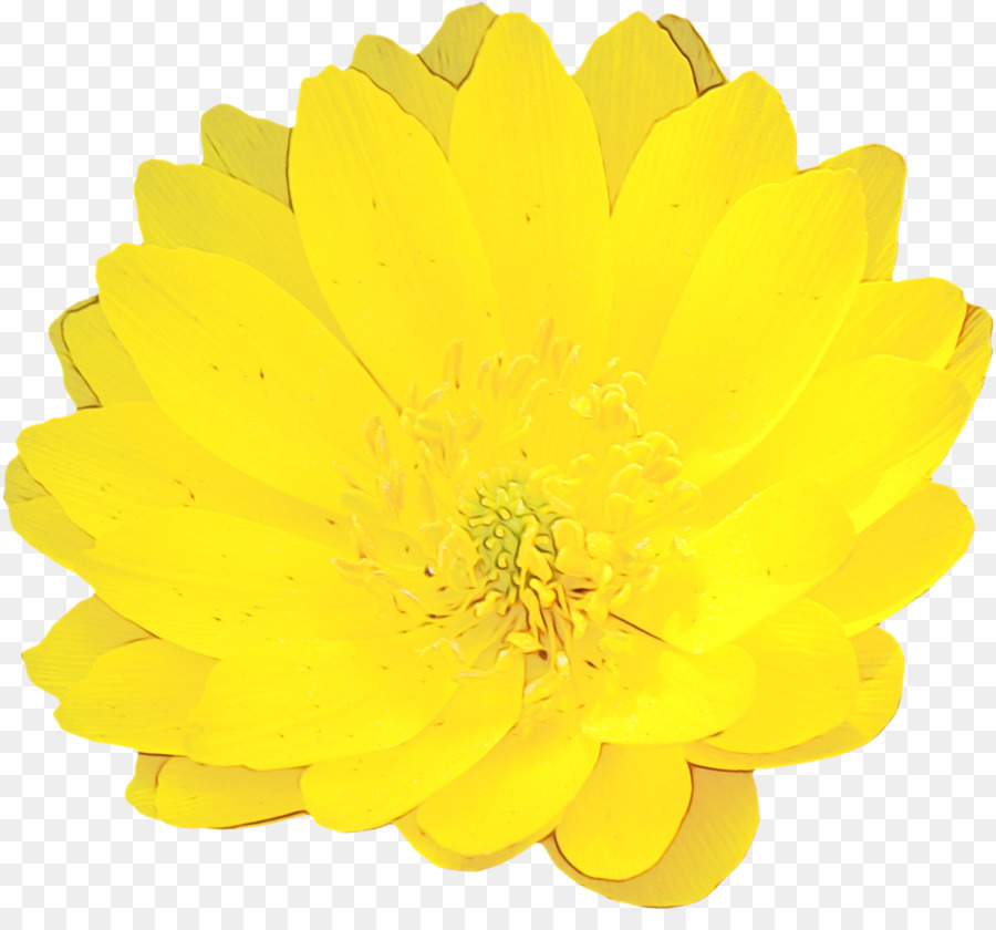 Fleur Jaune，Fleurir PNG