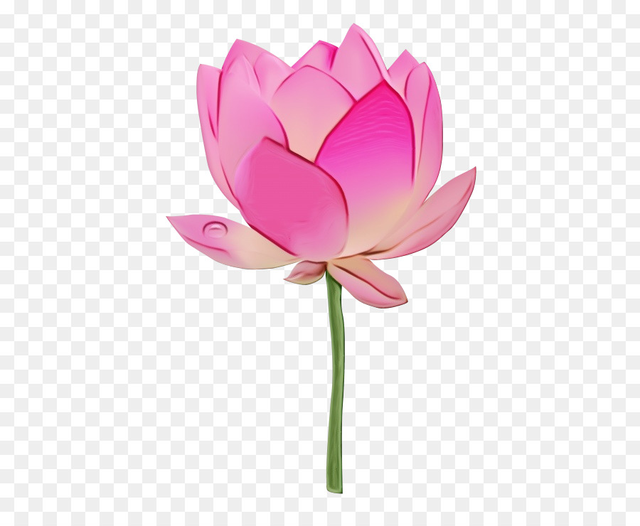 Lotus Rose，Floraison PNG