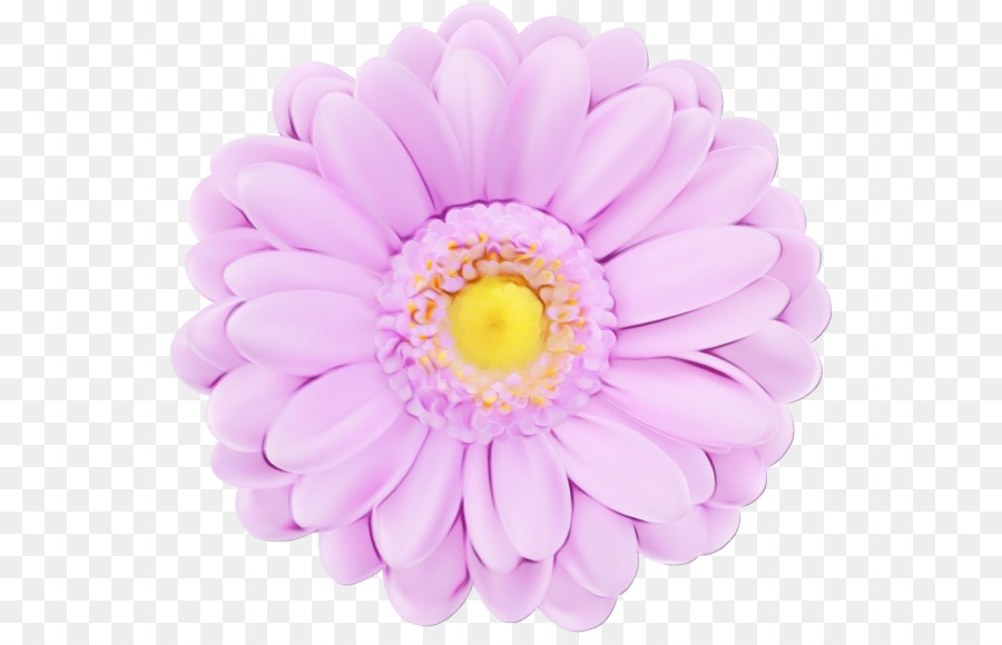 Fleur，Gerbera PNG