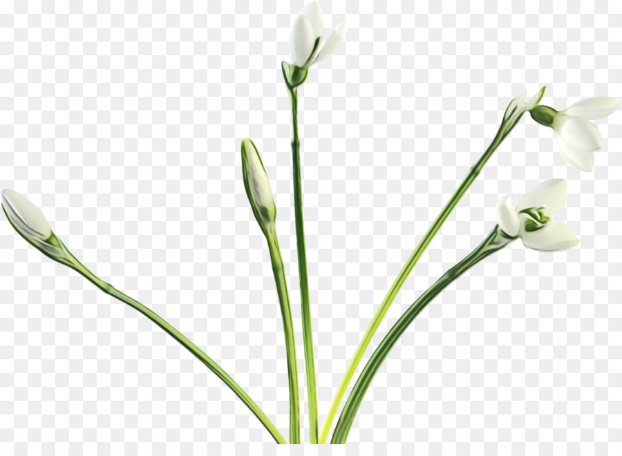 Fleur，La Floraison De La Plante PNG