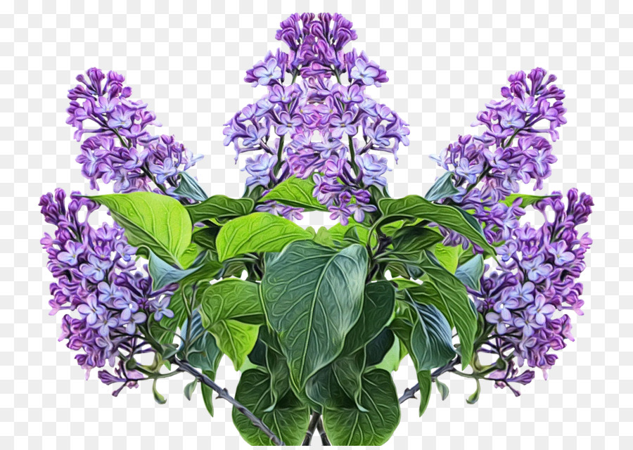 Fleurs Lilas Violettes，Floraison PNG