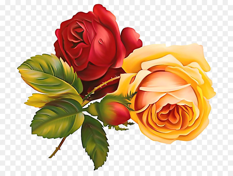 Fleur，Roses De Jardin PNG