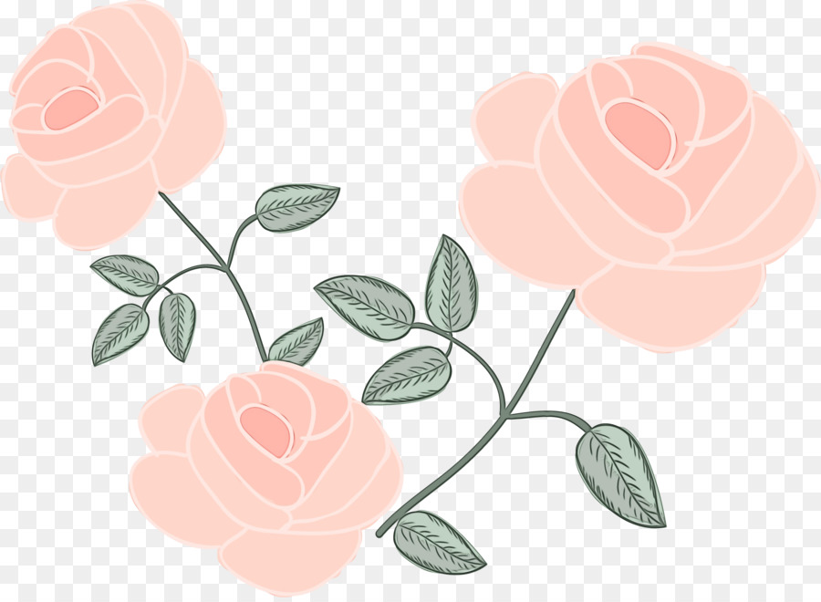 Roses，Floraison PNG