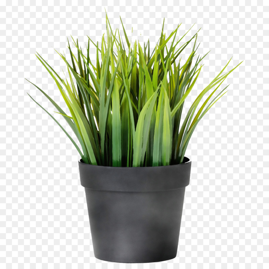 Plante En Pot，Vert PNG