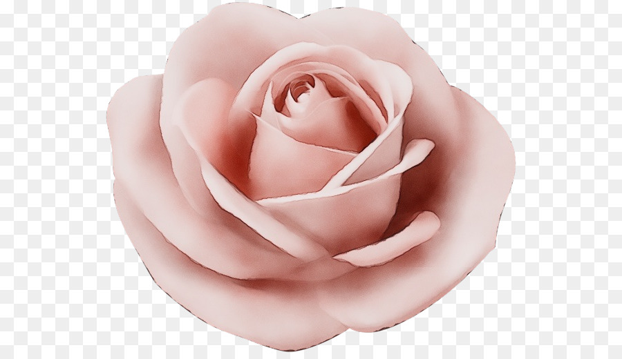 Pêche Rose，Floraison PNG