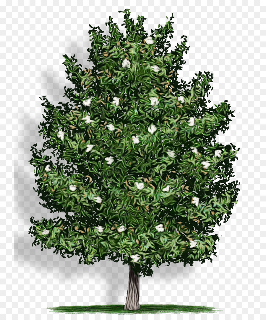 Arbre，Usine PNG