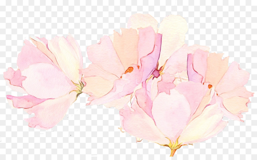 Fleurs Roses，Fleurs PNG