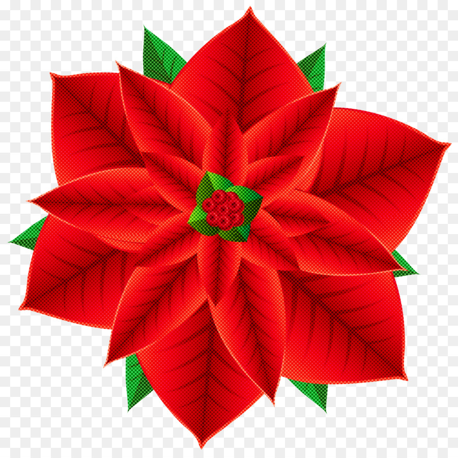 Poinsettia，Rouge PNG