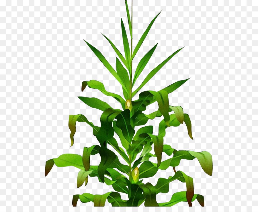 Plante，Fleur PNG