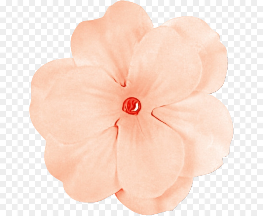 Pétale，Rose PNG