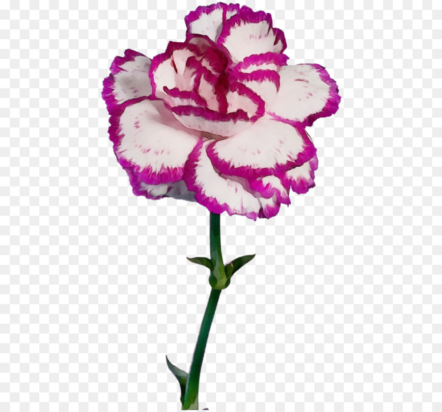 Fleur，Rose PNG