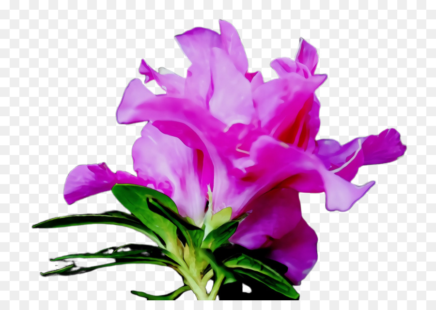 Fleurs Roses，Fleurs PNG