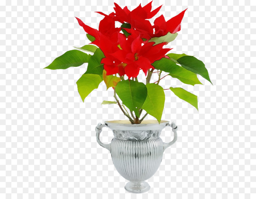 Poinsettia，Fleur PNG