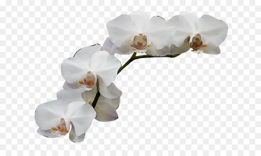 Orchidées Blanches，Orchidée PNG