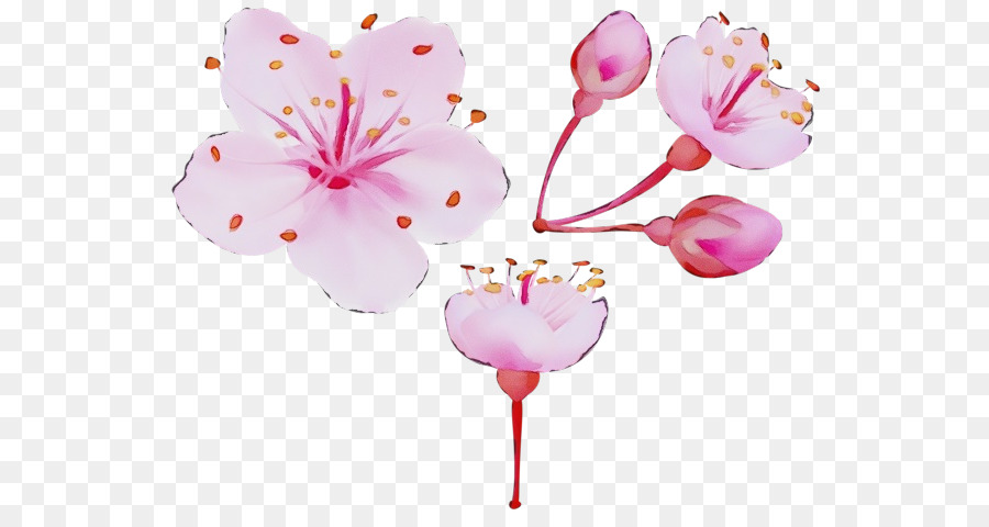 Fleurs，Fleurir PNG