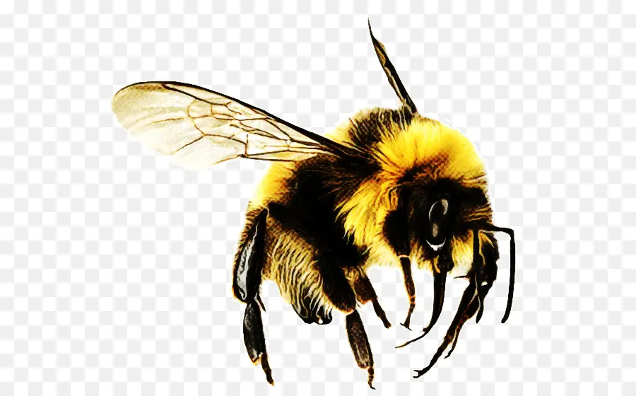 Abeille，Insecte PNG