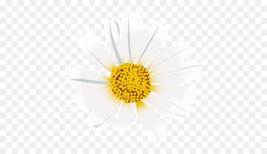 Marguerite，Centre Jaune PNG