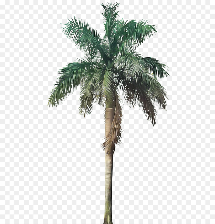 Arbre，Plante PNG