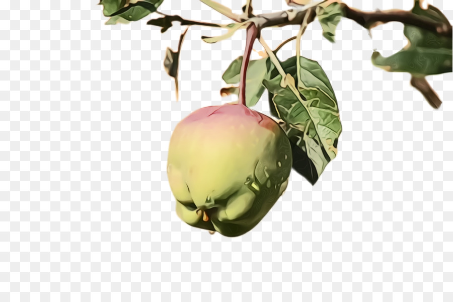 Plante，Fruits PNG