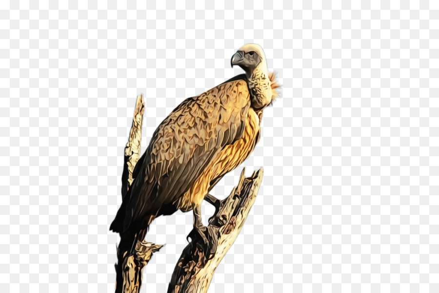 Oiseau，Oiseau De Proie PNG