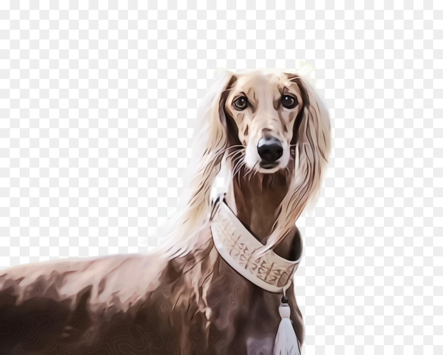 Chien，Race De Chien PNG