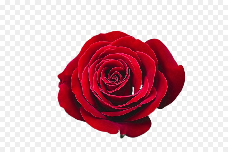 Roses Rouges，Floraison PNG