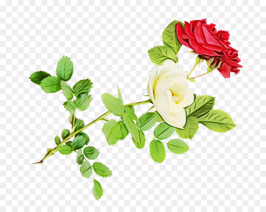 Roses Rouges Et Blanches，Bouquet PNG