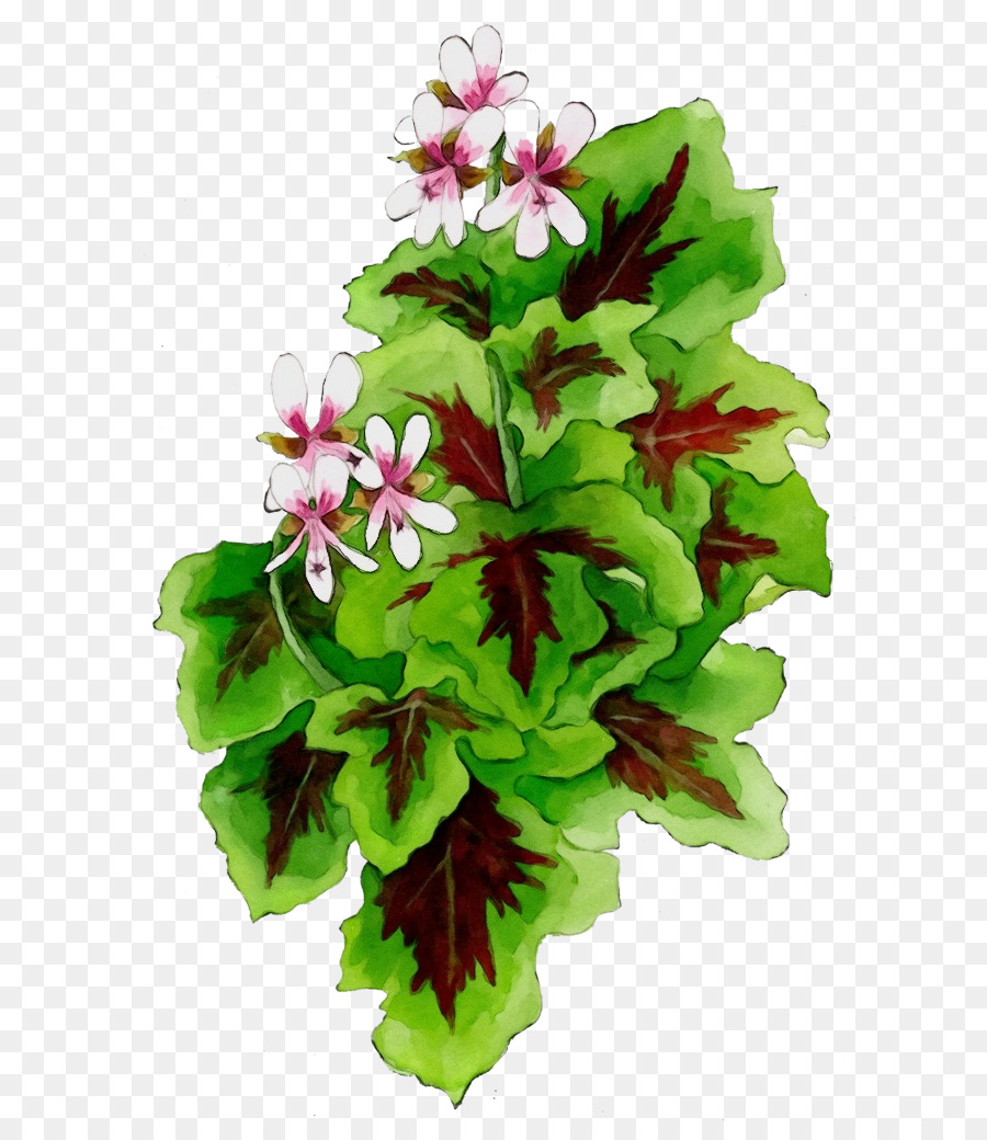 Fleur，Plante à Fleurs PNG