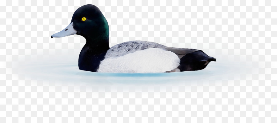 Canard，Eau PNG