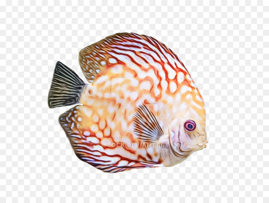 Poisson Coloré，Aquatique PNG