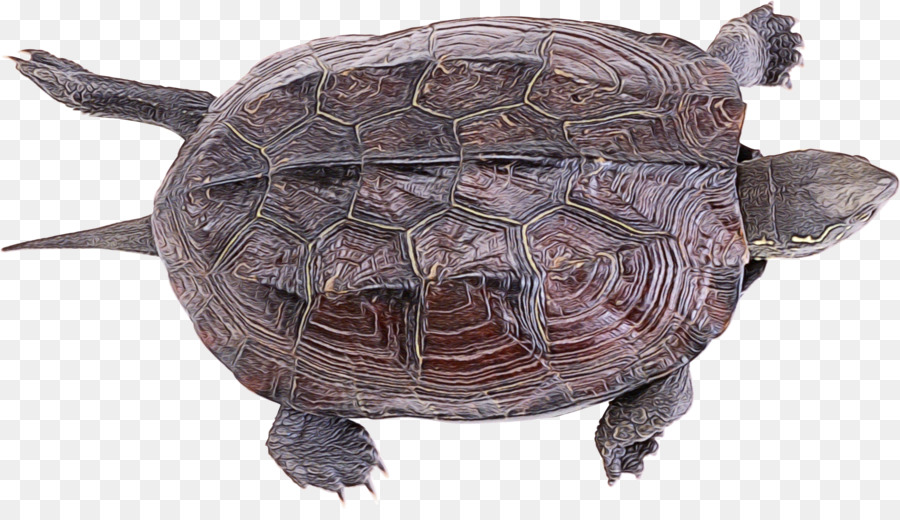 Tortue，Reptile PNG