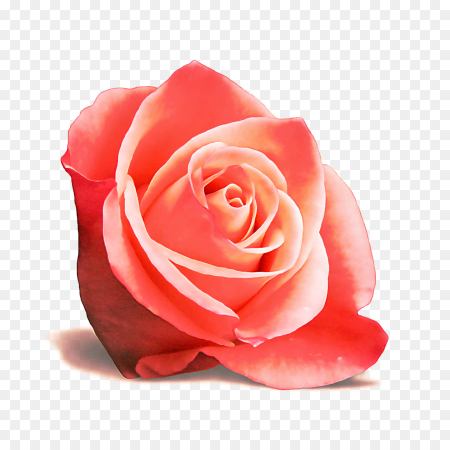 Pêche Rose，Floraison PNG