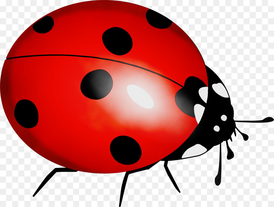 Coccinelle，Bogue PNG