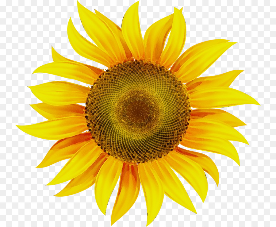 Tournesol Jaune，Usine PNG