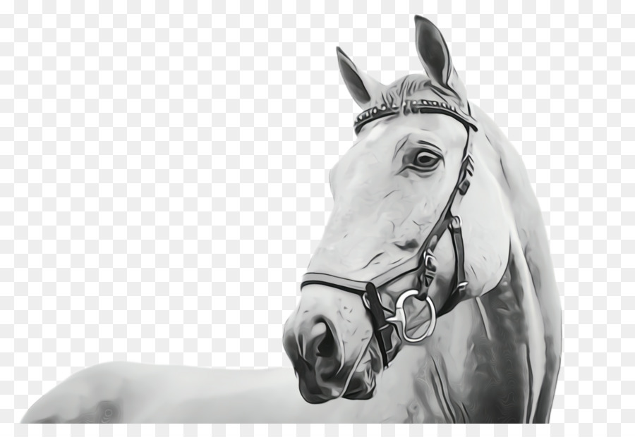 Cheval，Bride PNG